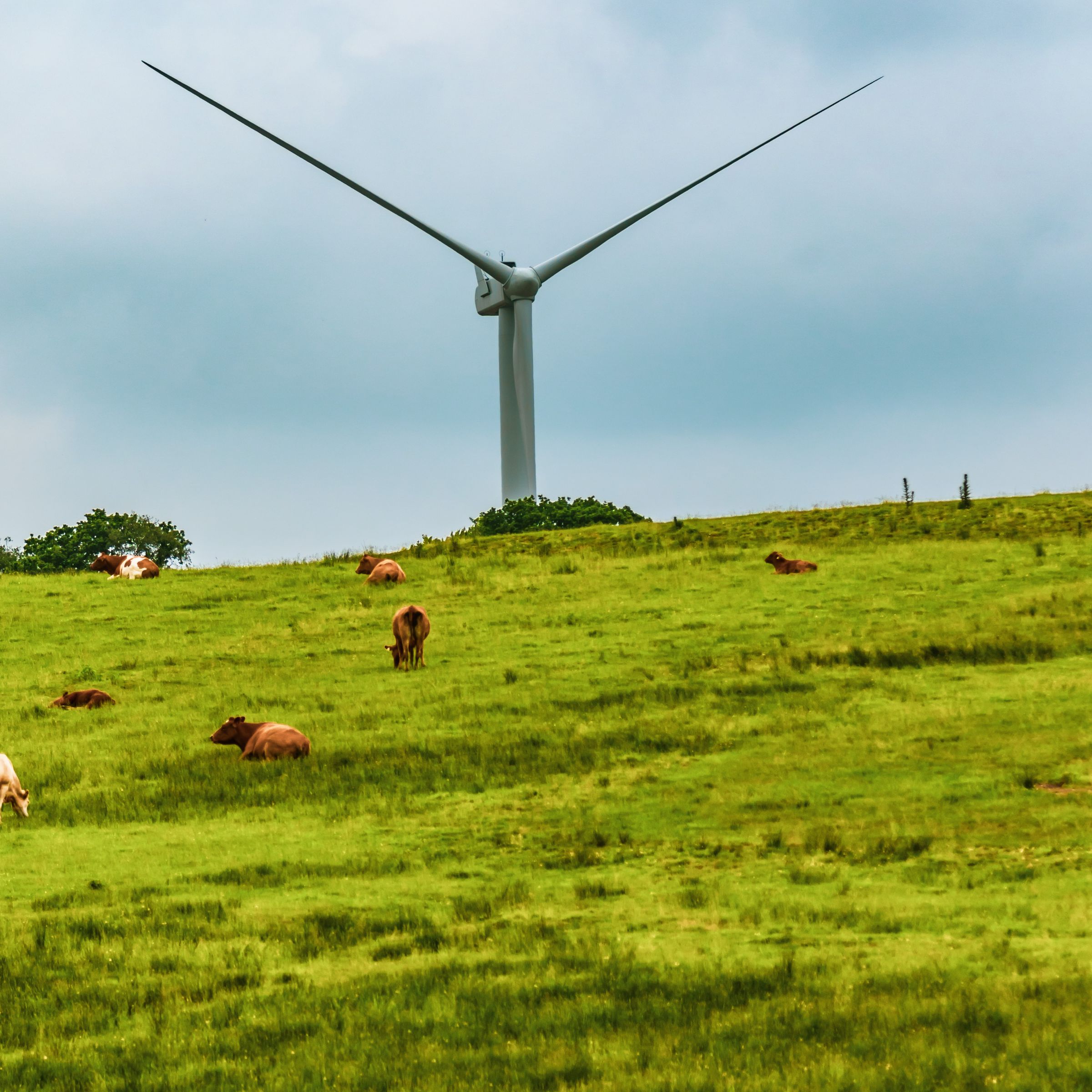 Windmill in field of bulls 